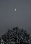Tree Silhouette & Moon 2