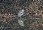 Grey Heron - riverbank 3
