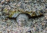 Goby in nest