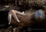 Common starfish