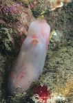 Sea squirt