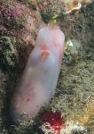 Sea squirt