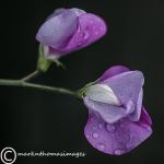 sweet peas