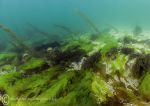 Streamstown Bay seaweeds