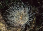 Sagartia anemone