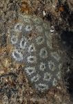 Star sea squirt - blue