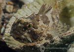 Long-spined scorpionfish