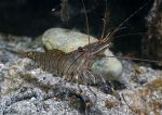 Common prawn