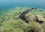 Sturgeon feeding