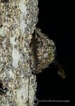 Limpet