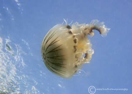 Compass Jellyfish 06/24