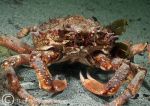 spiny spider crab