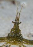 long- legged spider crab - close up
