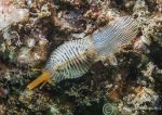 European Cowrie