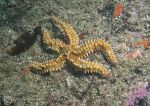Spiny starfish 