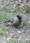 Bullfinch - female