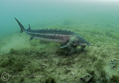 Sturgeon feeding