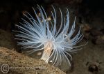 Sea loch anemone