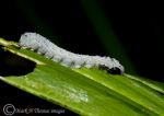 Solomon's seal sawfly caterpillar