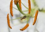 Hoverfly amongst lily flower