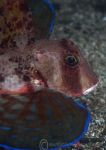 Tub Gurnard