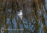 Gull & Tree Reflections