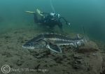 Russian Sturgeon