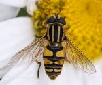 Hover Fly 