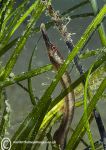 Broad-nosed Pipefish