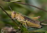 Common Green Grasshopper