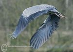 Heron take-off