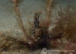 Long-legged Spider Crab - hairy