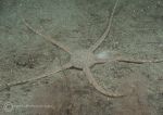 Sand brittlestar