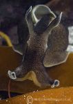 Sea Hare