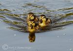 Ducklings 3