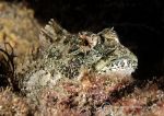 Long-spined scorpionfish