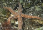 Spiny starfish - orange