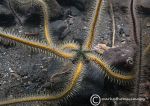 Common brittlestar