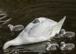 Mute swans 2014