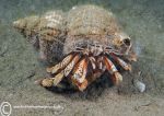 Hermit crab