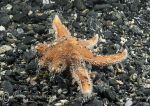Seven armed starfish - small