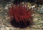 Beadlet anemone 