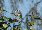 Goldfinch