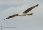 Herring Gull