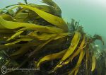 Kelp current