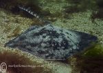 Thornback Ray