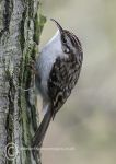 Tree creeper
