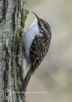 Tree creeper