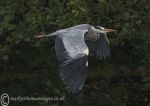 Grey Heron in flight 5
