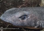 Small spotted catshark